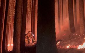 林野火災注意報・林野火災警報の運用開始について